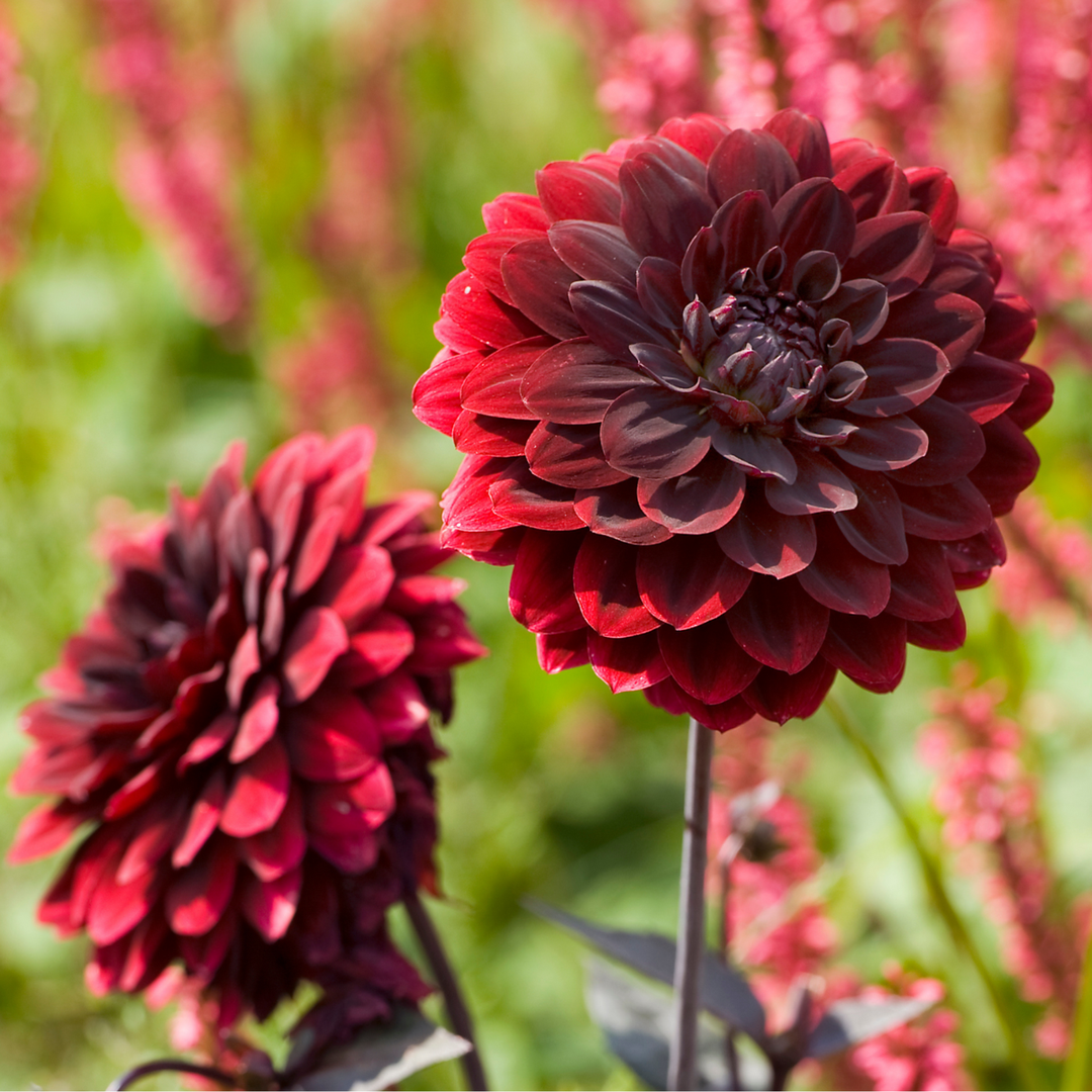 Dahlia 'Arabian Night' - 6 stuks - Dahliaknollen - FloraStore