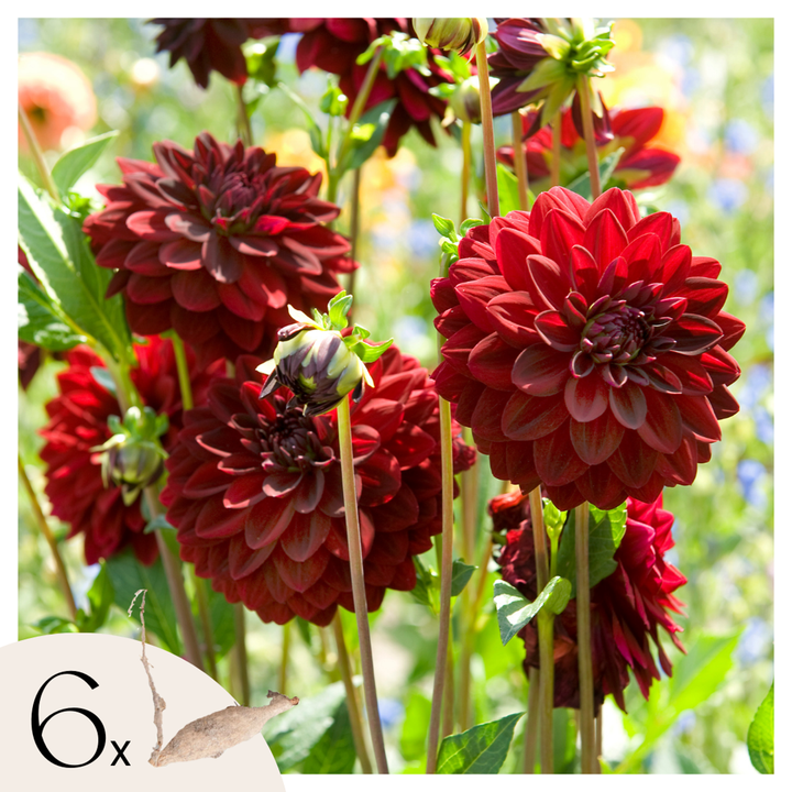 Dahlia 'Arabische Nacht' - Set van 6 - Rood