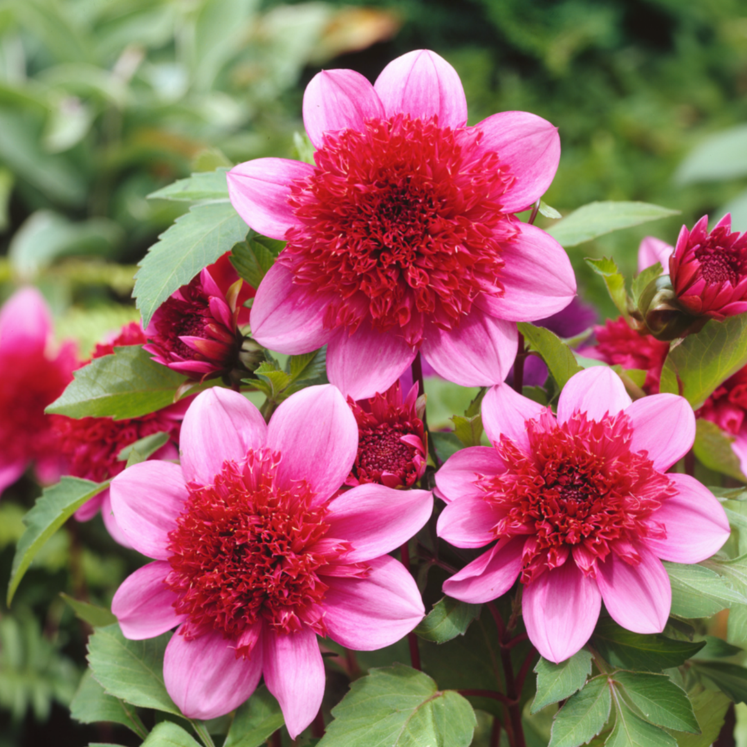 Dahlia 'Blue Bayou' - Set van 3 - Rood/Paars