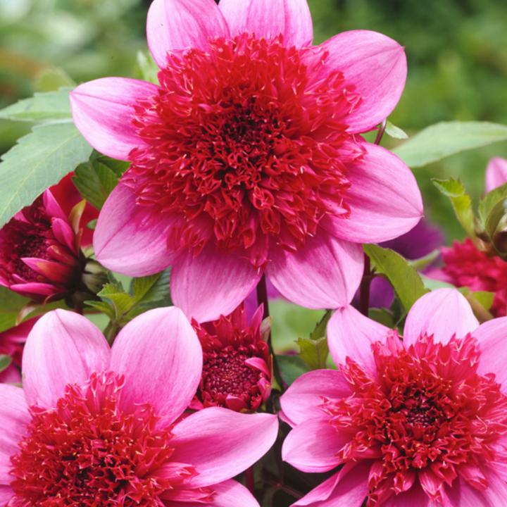 Dahlia 'Blue Bayou' - Set van 3 - Rood/Paars - FloraStore