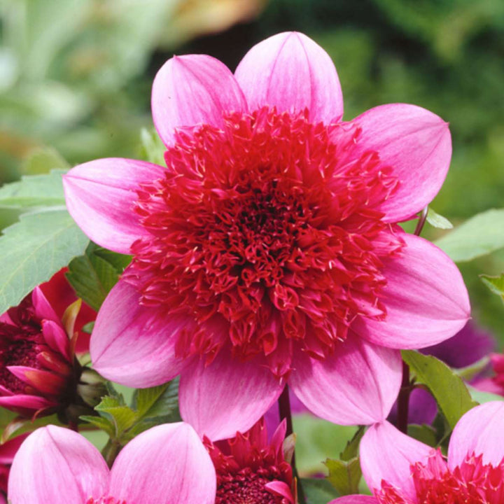 Dahlia 'Blue Bayou' - Set van 3 - Rood/Paars