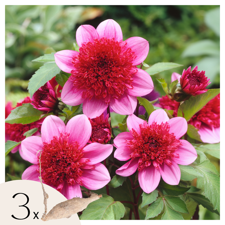 Dahlia 'Blue Bayou' - Set van 3 - Rood/Paars