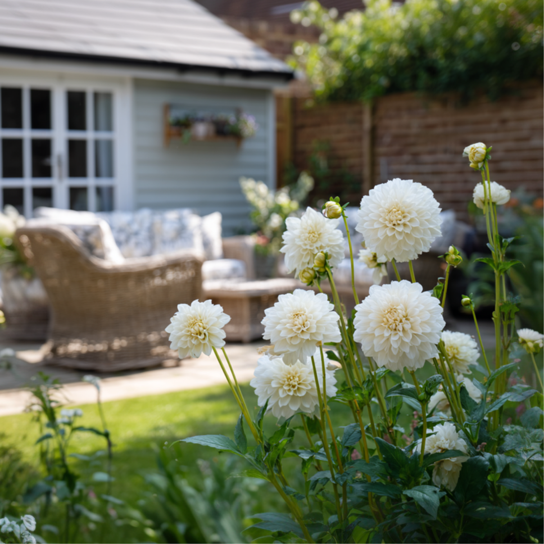 Dahlia 'Boom Boom' – 3 vnt. rinkinys – baltas