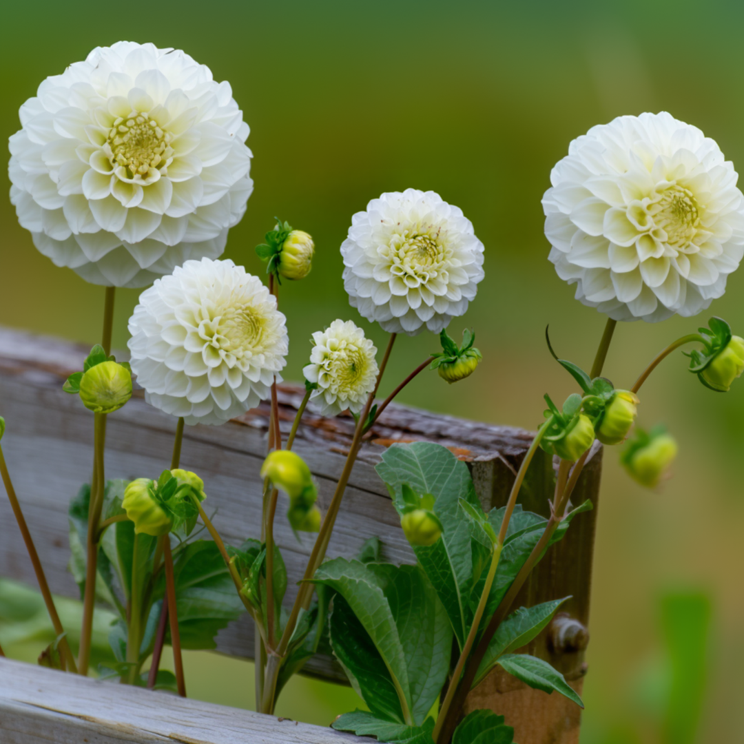 Dahlia 'Boom Boom' – 3 vnt. rinkinys – baltas