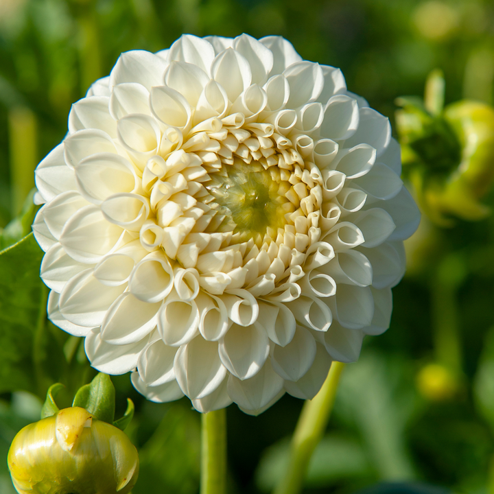 Dahlia 'Boom Boom' - Set van 3 - Wit