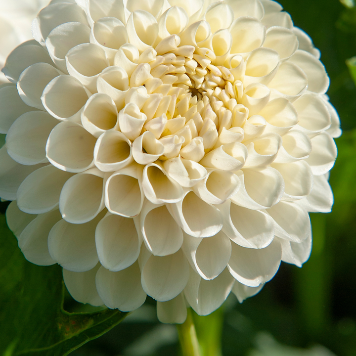 Dahlia 'Boom Boom' - Set van 3 - Wit