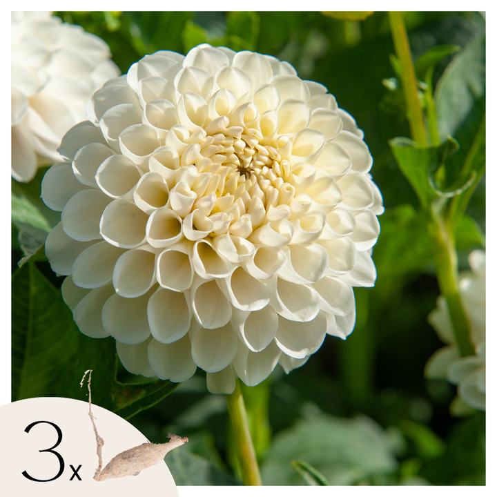 Dahlia 'Boom Boom' - Set van 3 - Wit