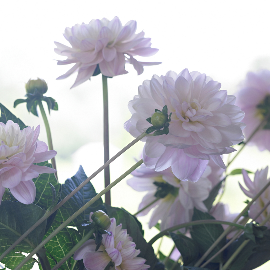 Dahlia 'Diana's Memory' - Set van 3 - Roze