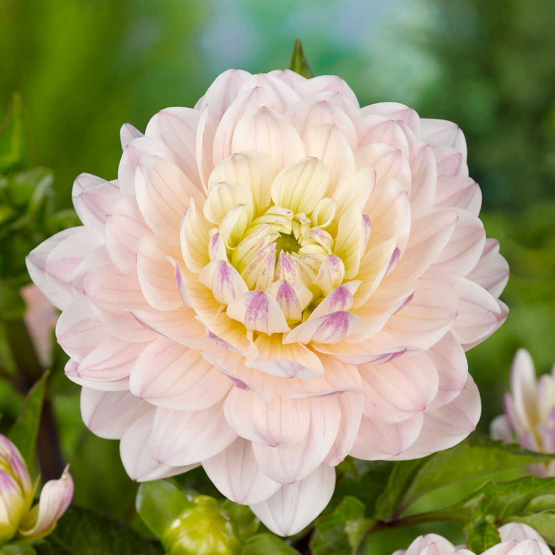 Dahlia 'Diana's Memory' - Set van 3 - Roze