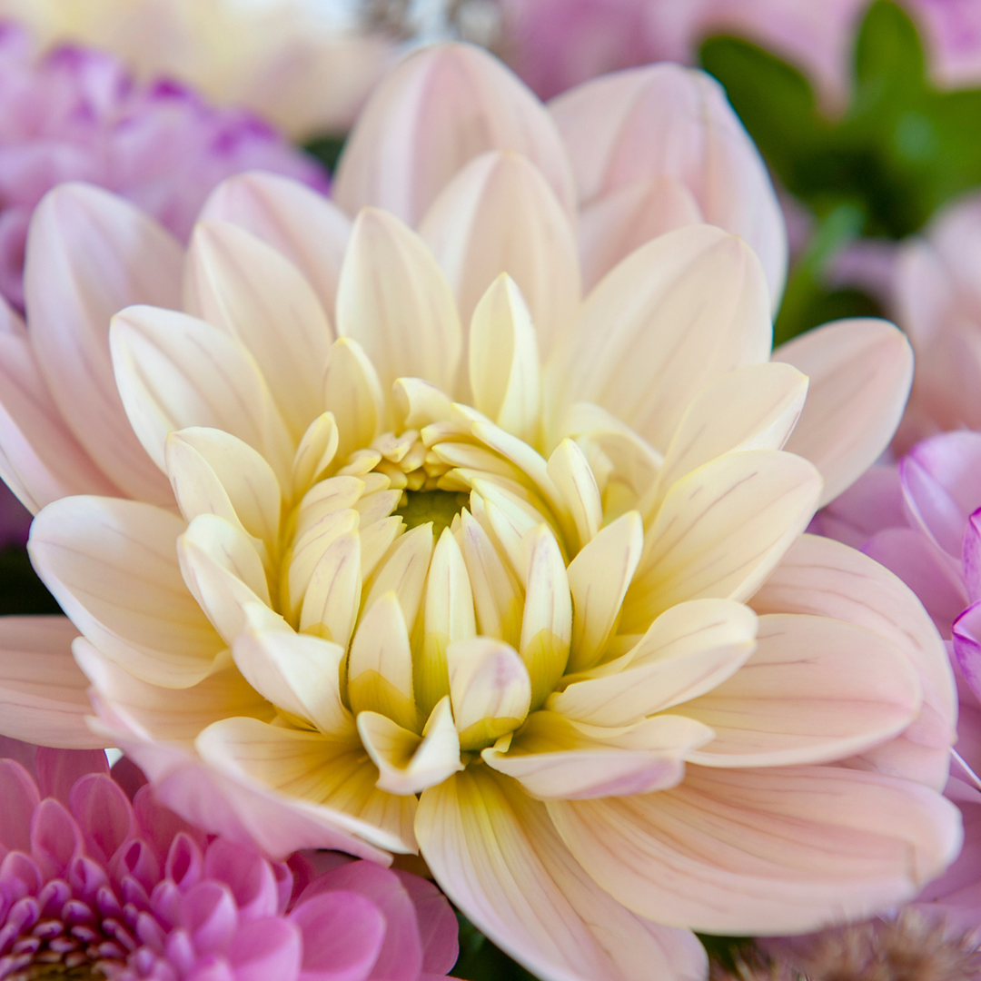 Dahlia 'Diana's Memory' - Set van 3 - Roze