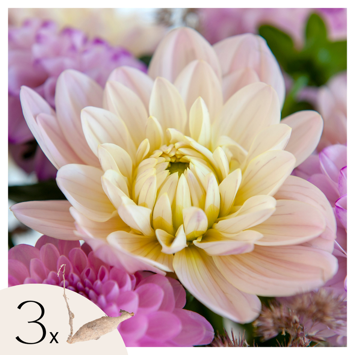 Dahlia 'Diana's Memory' - Set van 3 - Roze