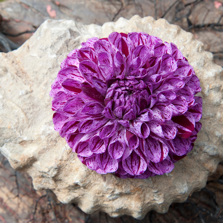 Dahlia 'Marble Ball' - Set van 3 - Paars