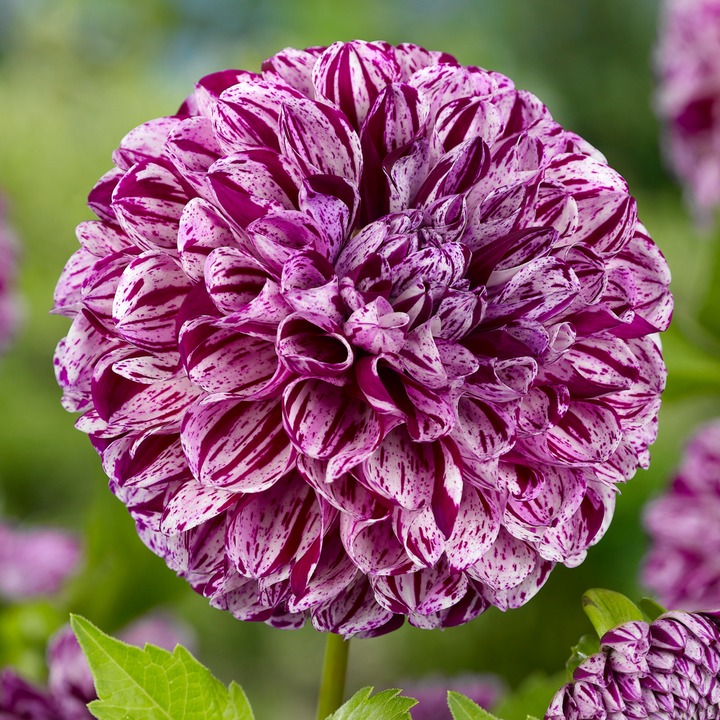 Dahlia 'Marble Ball' - Set van 3 - Paars