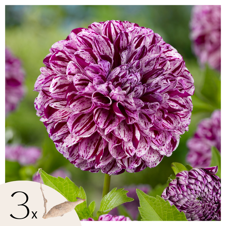 Dahlia 'Marble Ball' - Set van 3 - Paars