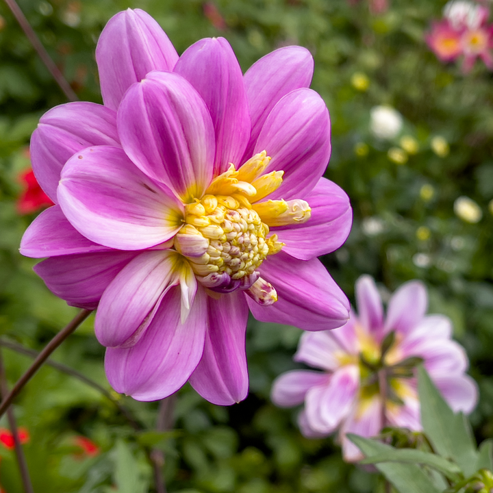 Dahlia 'Take Off' - Set van 3 - Dahliaknollen - Roze/paars