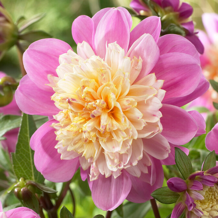 Dahlia 'Take Off' - Set van 3 - Dahliaknollen - Roze/paars