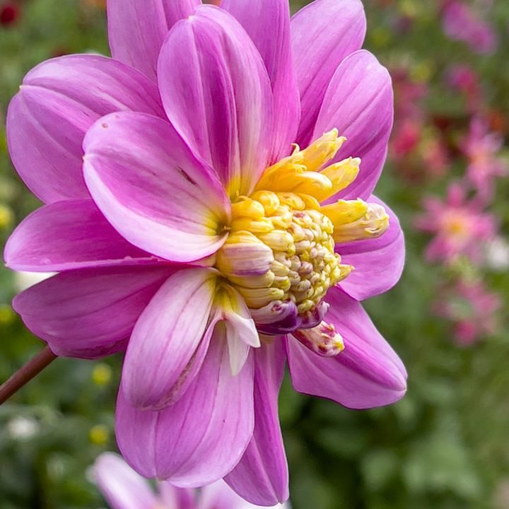 Dahlia 'Take Off' - Set van 3 - Dahliaknollen - Roze/paars