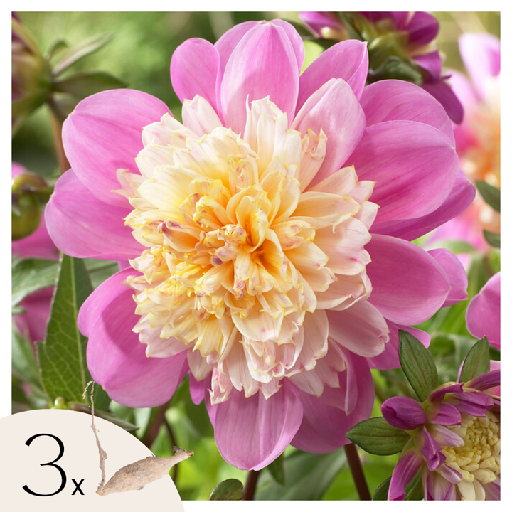 Dahlia 'Take Off' - Set van 3 - Dahliaknollen - Roze/paars