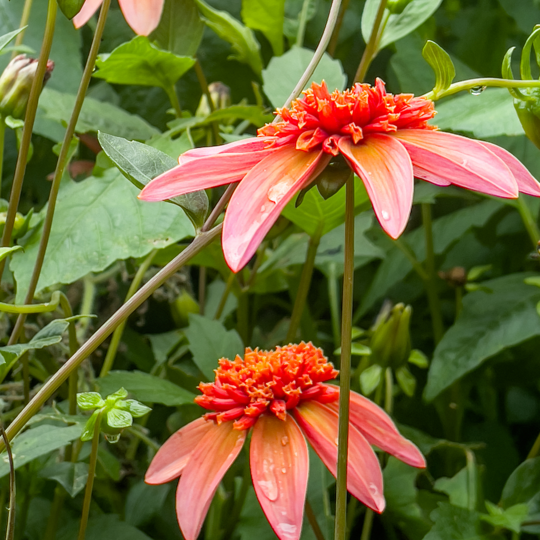 Dahlia 'Totally Tangerine' - Set van 3 - Roze