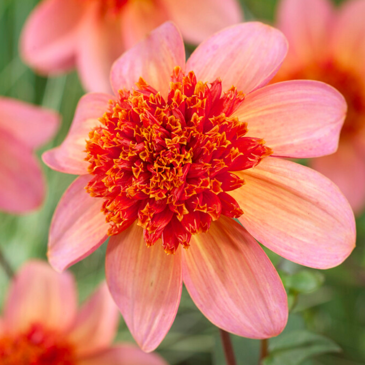 Dahlia 'Totally Tangerine' - Set van 3 - Roze