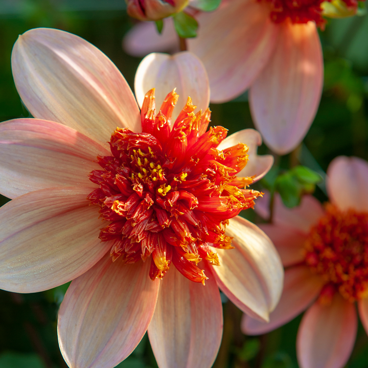 Dahlia 'Totally Tangerine' - Set van 3 - Roze