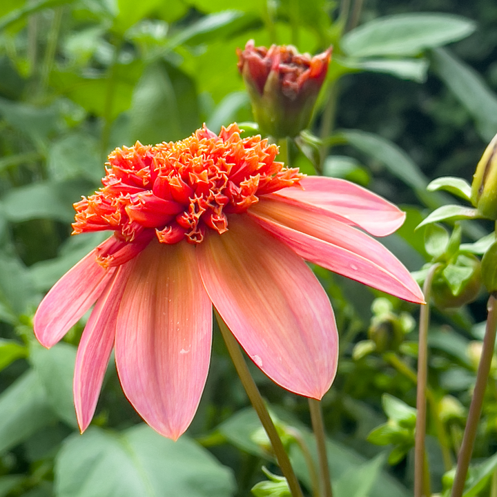 Dahlia 'Totally Tangerine' - Set van 3 - Roze