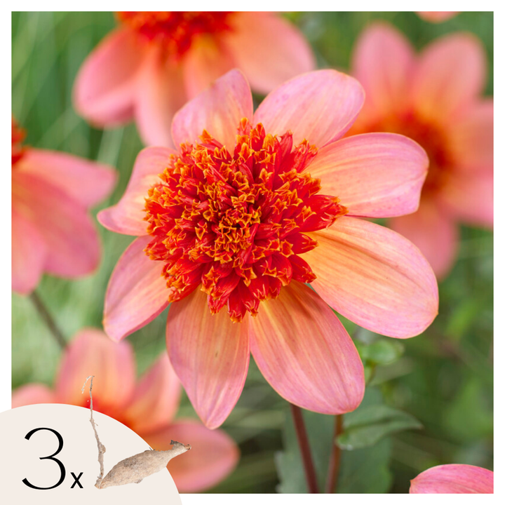 Dahlia 'Totally Tangerine' - Set van 3 - Roze