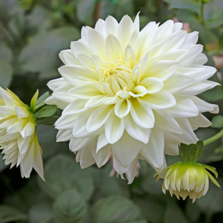 Dahlia 'White Perfection' - Set van 3 - Wit