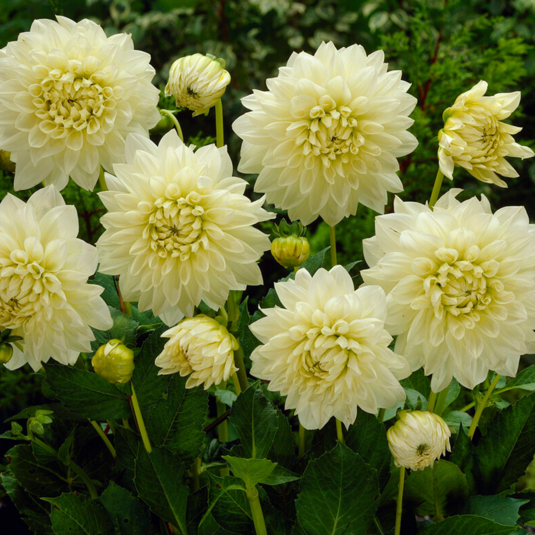 Dahlia 'White Perfection' - Set van 3 - Wit