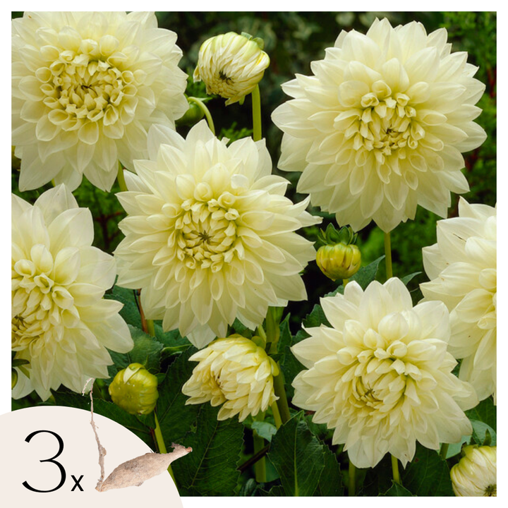 Dahlia 'White Perfection' - Set van 3 - Wit