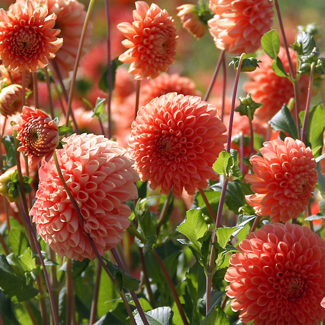 Dahlia 'Sylvia' - Set van 3 - Oranje