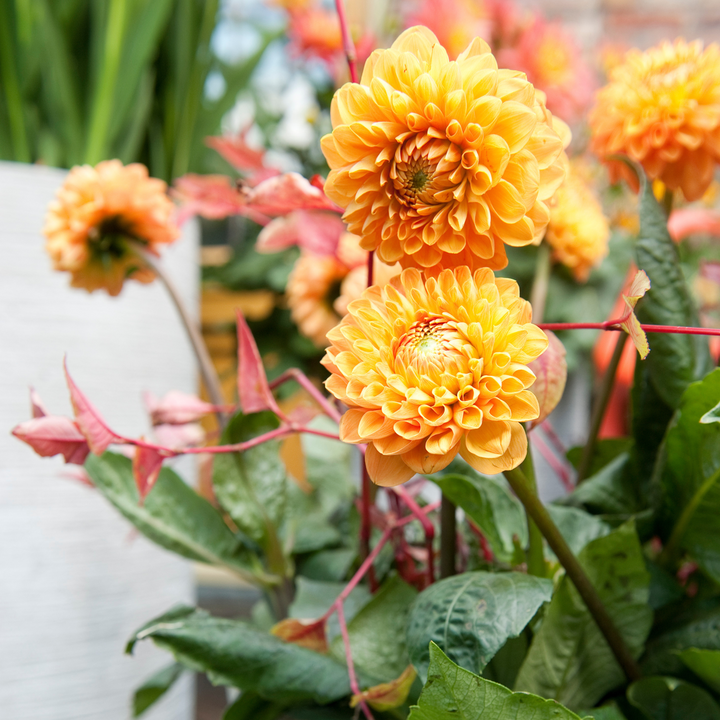 Dahlia 'Sylvia' - Set van 3 - Oranje