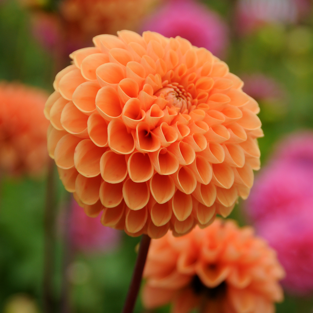 Dahlia 'Sylvia' - Set van 3 - Oranje