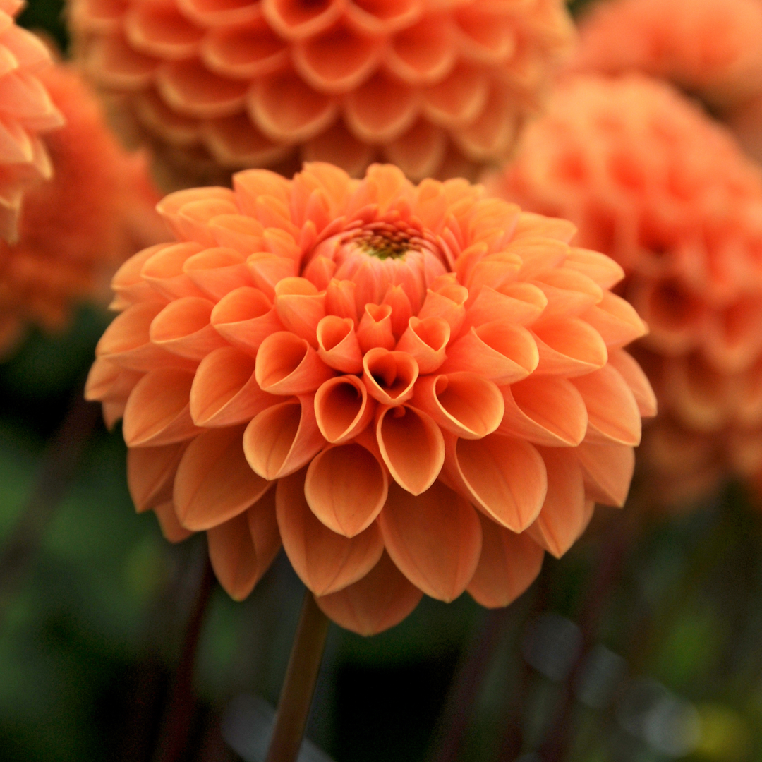 Dahlia 'Sylvia' - Set van 3 - Oranje