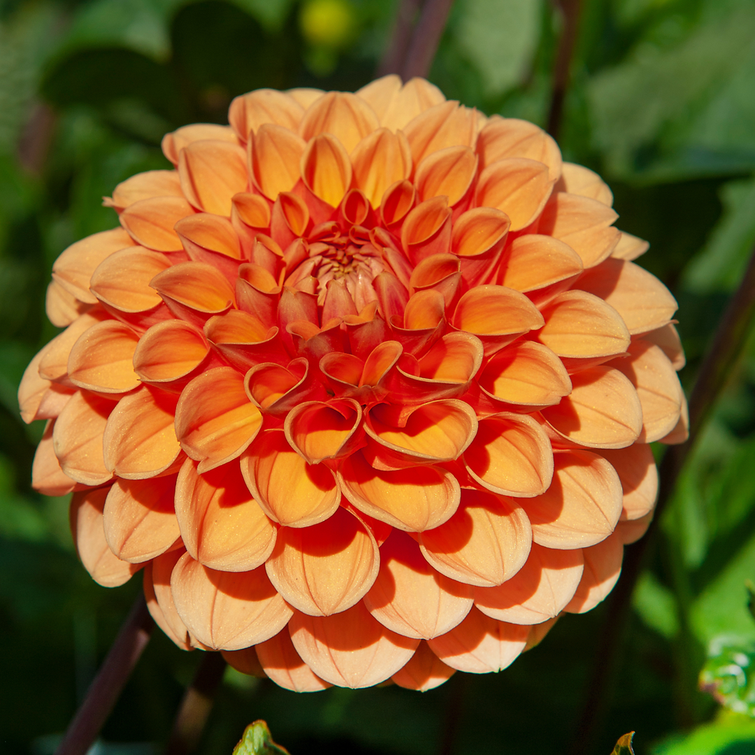 Dahlia 'Sylvia' - Set van 3 - Oranje