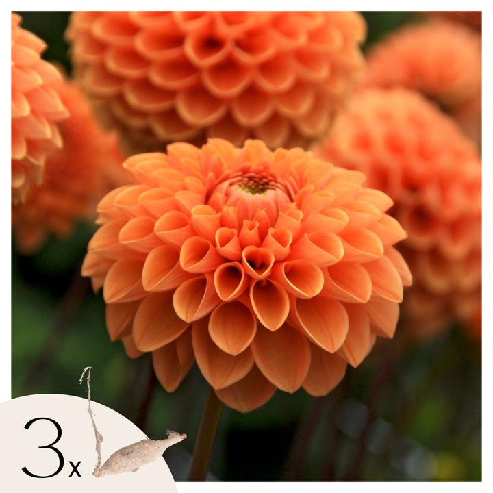 Dahlia 'Sylvia' - Set van 3 - Oranje