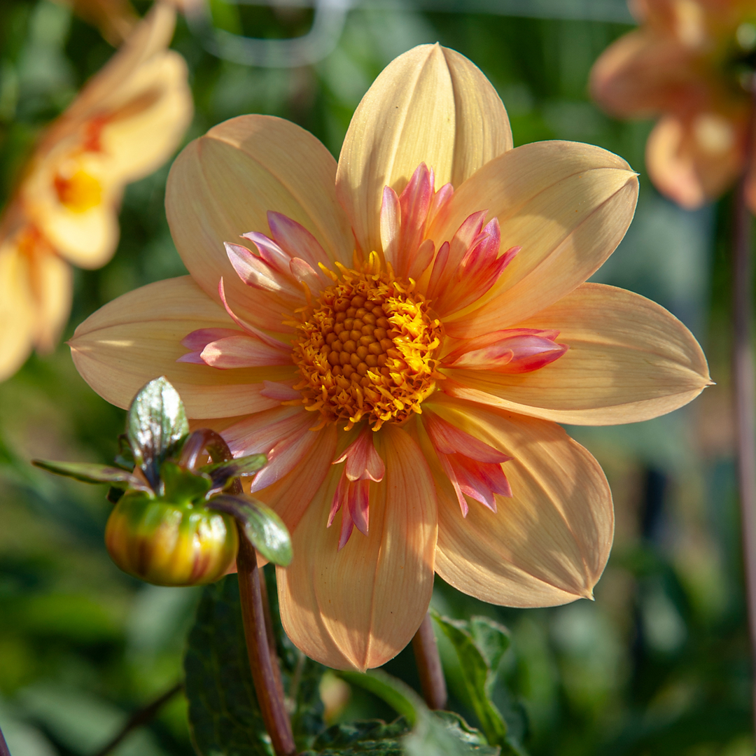 Dahlia 'Kelsey Annie Joy' - Set van 3 - Geel