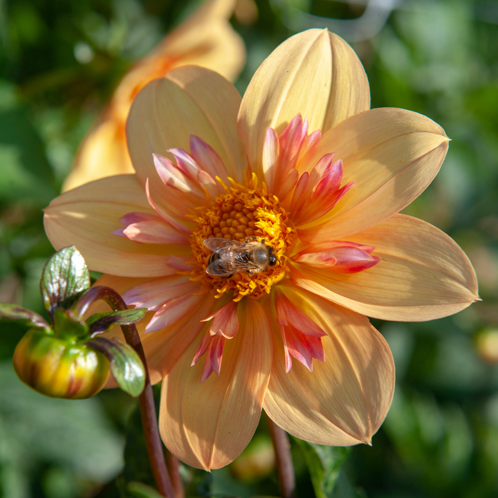 Dahlia 'Kelsey Annie Joy' - Set van 3 - Geel