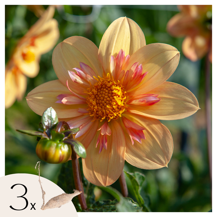 Dahlia 'Kelsey Annie Joy' - Set van 3 - Geel