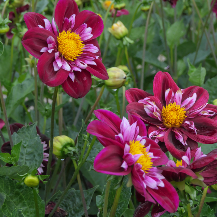 Dahlia 'Mary Evelyn' - Set van 3 - Rood/Wit/Geel