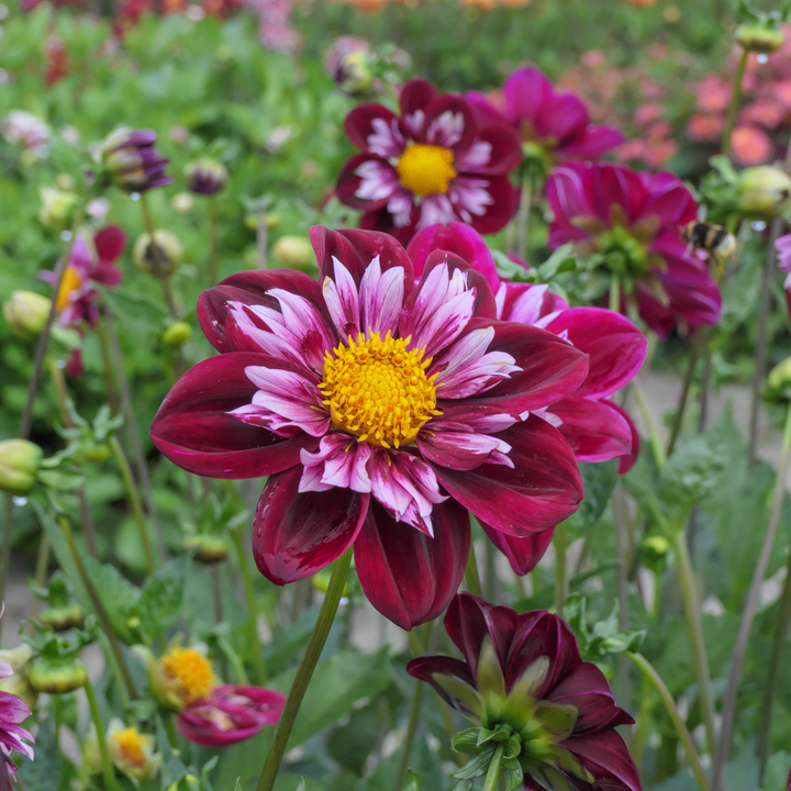 Dahlia 'Mary Evelyn' - Set van 3 - Rood/Wit/Geel