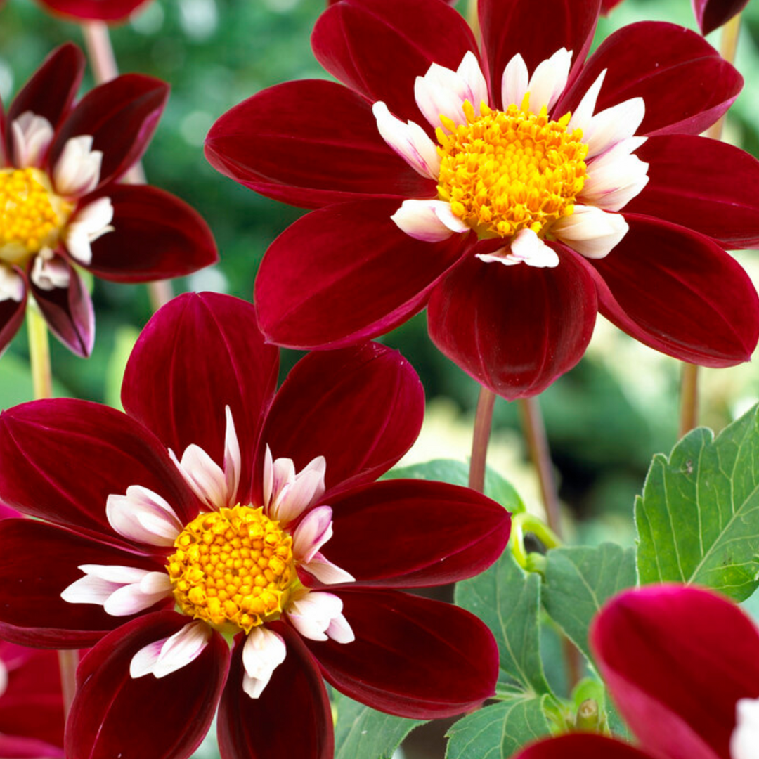 Dahlia 'Mary Evelyn' - Set van 3 - Rood/Wit/Geel