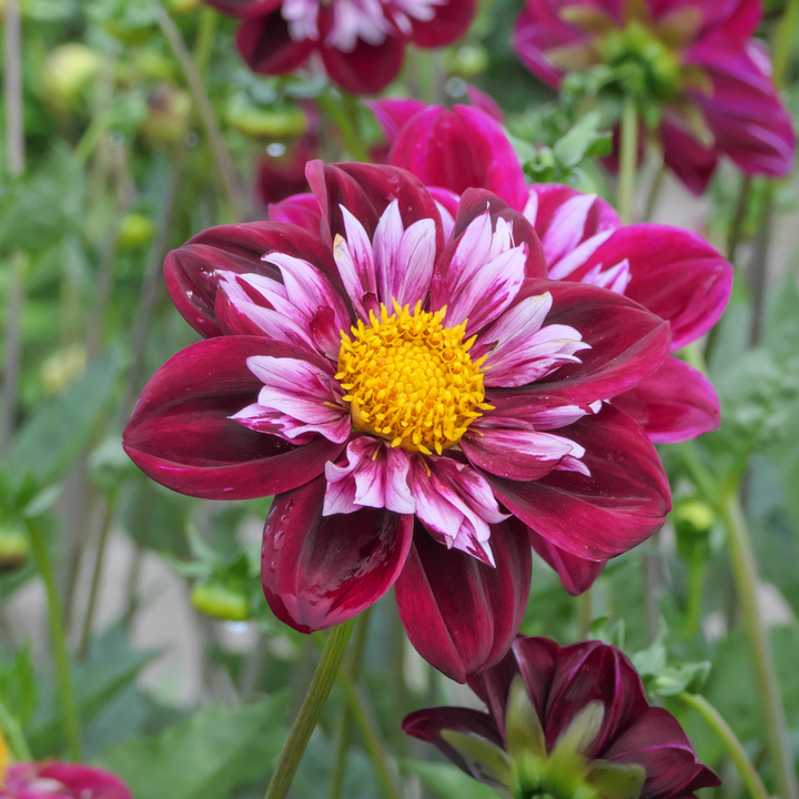 Dahlia 'Mary Evelyn' - Set van 3 - Rood/Wit/Geel