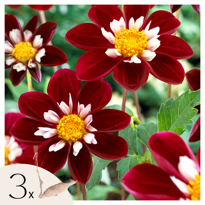 Dahlia 'Mary Evelyn' - Set van 3 - Rood/Wit/Geel