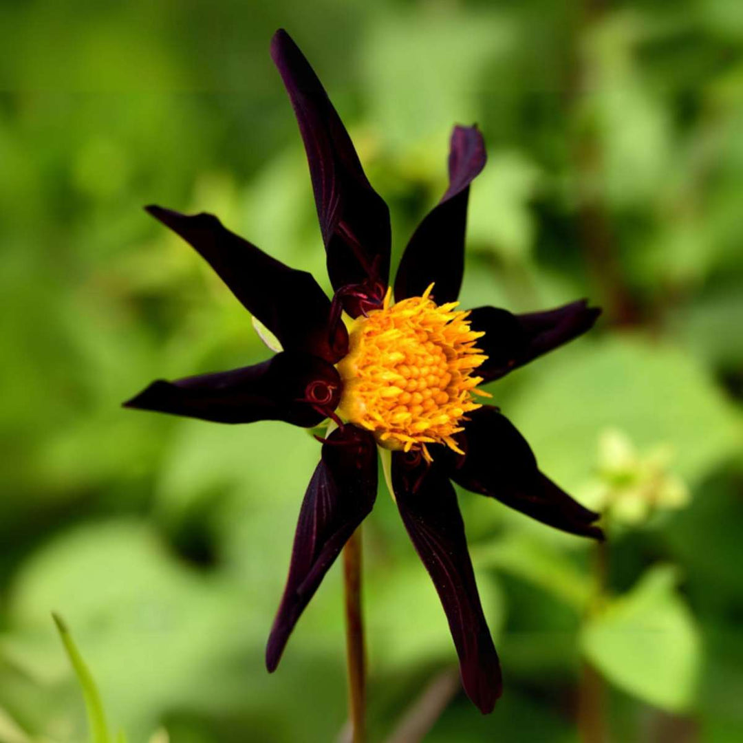 Dalija 'Verrone's Obsidian' - Set od 3 - Ljubičasta - FloraStore