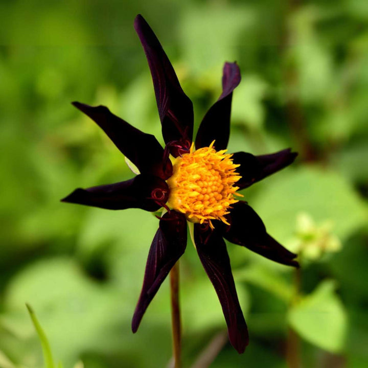 Dalija 'Verrone's Obsidian' - Set od 3 - Ljubičasta - FloraStore