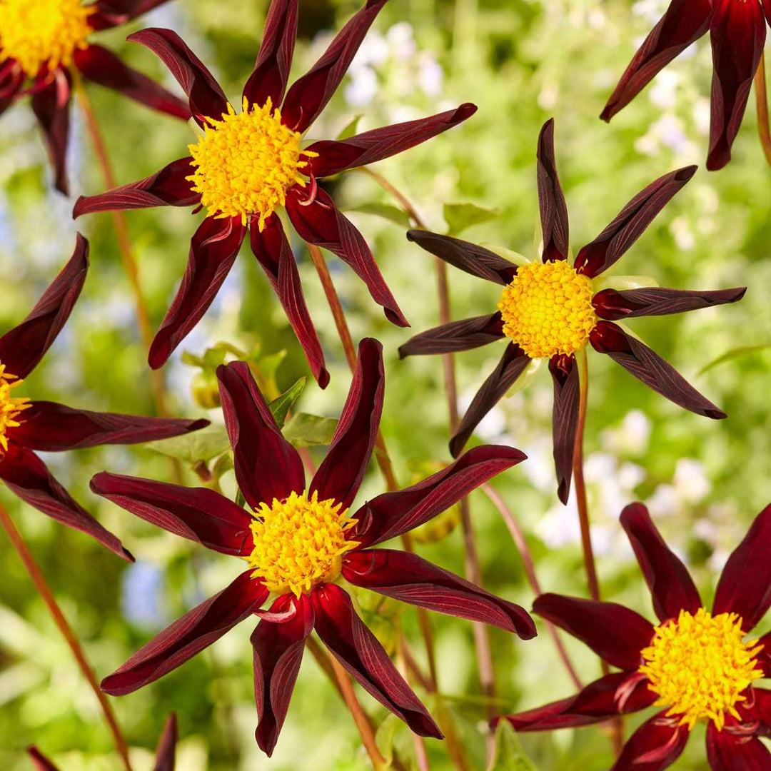 Dalija 'Verrone's Obsidian' - Set od 3 - Ljubičasta - FloraStore