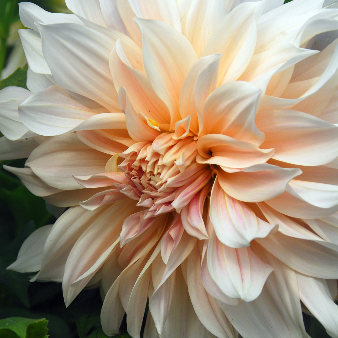 Dahlia 'Café au Lait' - Set van 3 - Roze