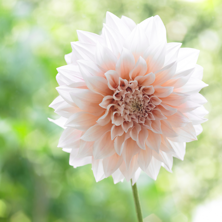 Dahlia 'Café au Lait' - Set van 3 - Roze