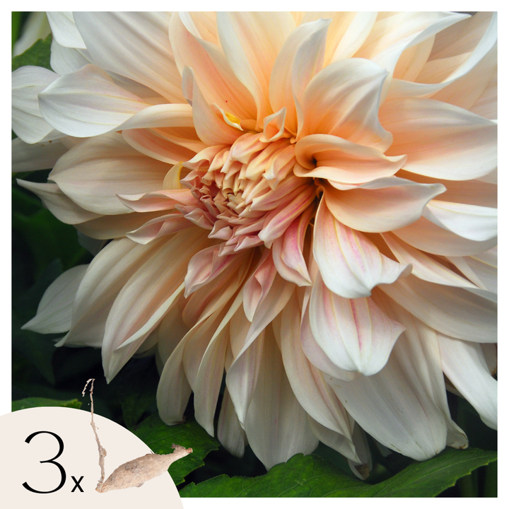 Dahlia 'Café au Lait' - Set van 3 - Roze